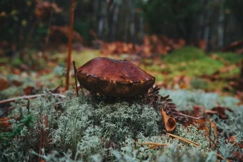 Mushrooms in the forest close up Stock Photos