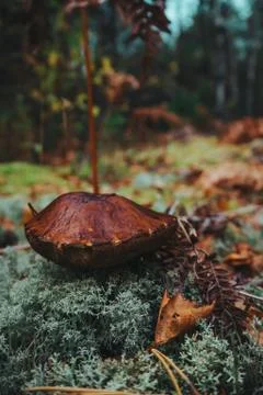 Mushrooms in the forest close up Foto stock