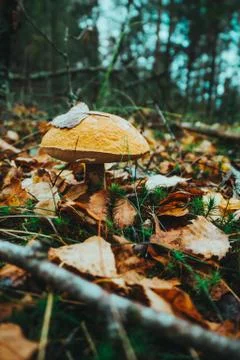 Mushrooms in the forest close up Stock Photos