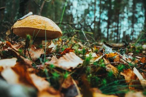 Mushrooms in the forest close up Stock Photos