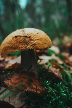 Mushrooms in the forest close up Stock Photos