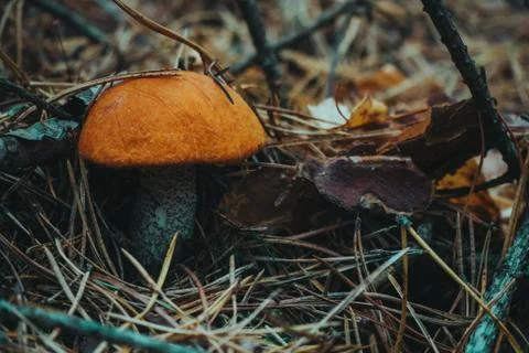 Mushrooms in the forest close up Stock Photos