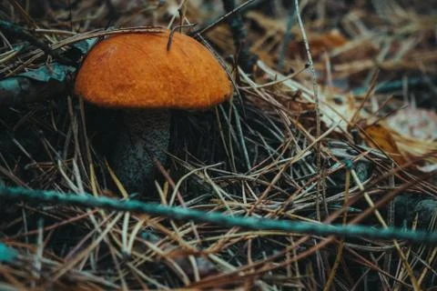 Mushrooms in the forest close up Stock Photos