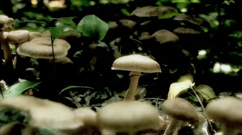 Mushrooms on the forest floor Stock Footage 646483