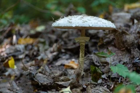 Mushrooms in the forest floor Stock Photos