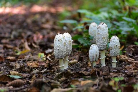 Mushrooms in the forest floor Stock-Fotos
