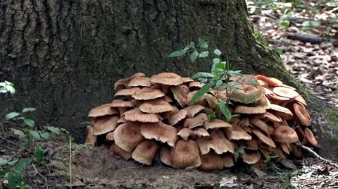 Mushrooms in Forest 스톡 동영상 8032585