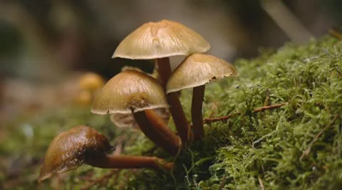 Mushrooms in forest Stock Footage 10609387