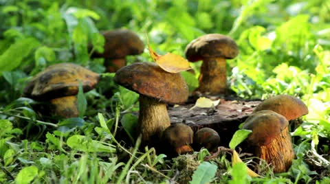 Mushrooms in the forest Stock Footage 25217352