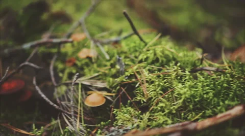 Mushrooms in the forest Stock Footage 67575396