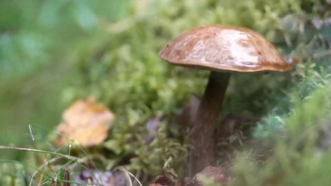 Mushrooms at forest Video stock 79624046