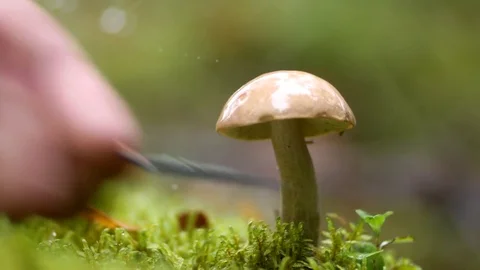 Mushrooms at forest Stock Footage 79624047