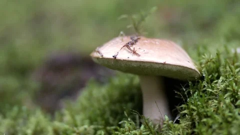 Mushrooms at forest Stock Footage 79624048