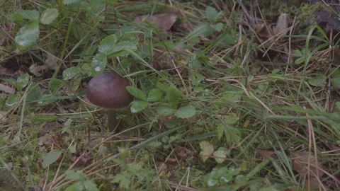 Mushrooms in the forest Stock-Footage 84842296