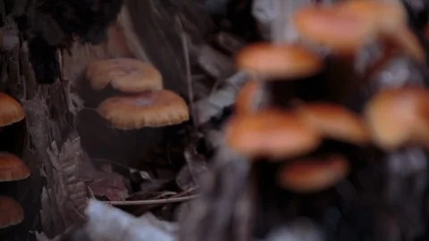 Mushrooms in the forest Vídeos de archivo 94885057