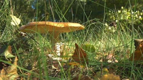 Mushrooms in the forest Stock Footage 105750397