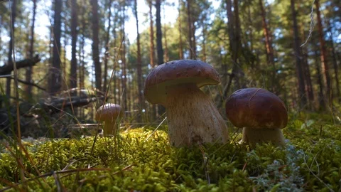 Mushrooms in the forest Stock Footage 116563187