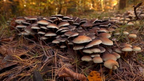Mushrooms in the forest Stock Footage 118111886