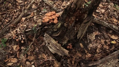 Mushrooms in the forest Stock Footage