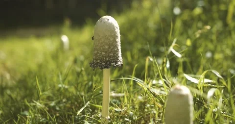Mushrooms in a forest Video stock 139755627