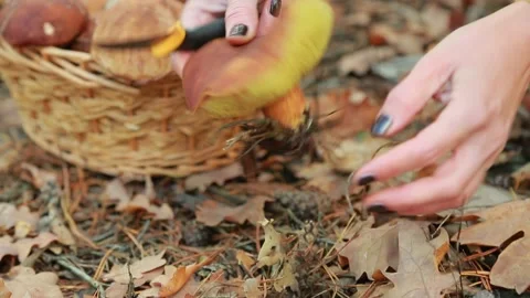 Mushrooms in the forest Stock Footage 142657048