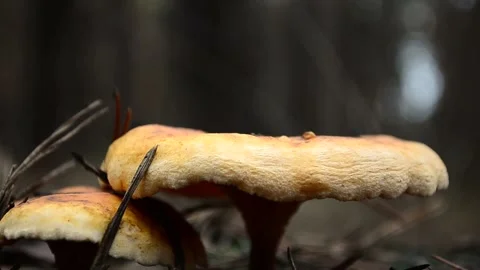 Mushrooms in the forest Stock-Footage 143988369