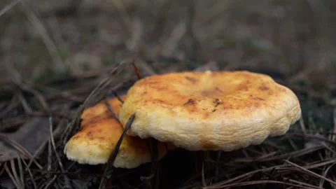 Mushrooms in the forest Video stock 143988383
