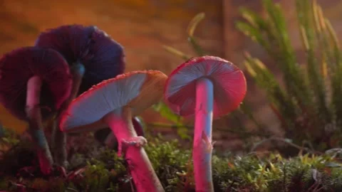 Mushrooms in the forest Stock Footage 149641570