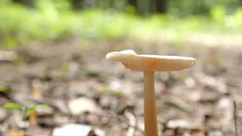 Mushrooms in a forest 스톡 동영상 162176372