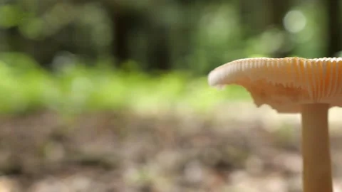 Mushrooms in a forest 스톡 동영상 162176374