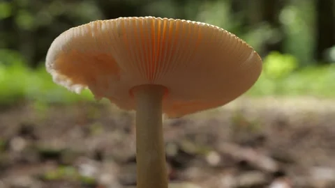 Mushrooms in a forest 스톡 동영상 162176375