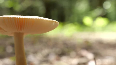 Mushrooms in a forest 스톡 동영상 162176380