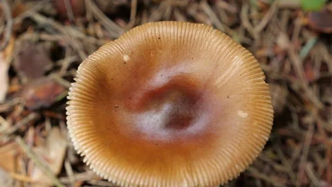 Mushrooms in a forest 스톡 동영상 162176421