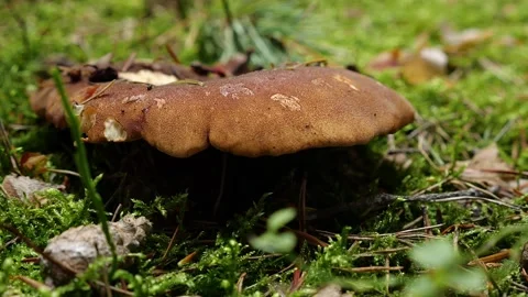 Mushrooms in a forest 스톡 동영상 162176480