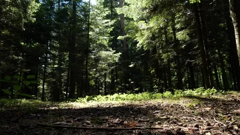 Mushrooms in a forest 스톡 동영상 162176507