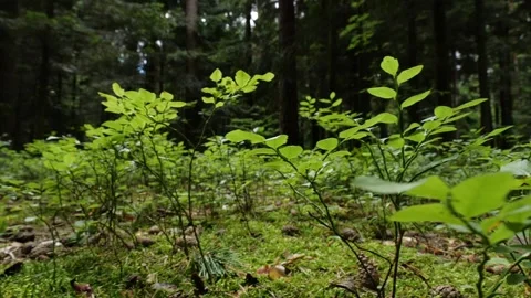 Mushrooms in a forest 스톡 동영상 162176511