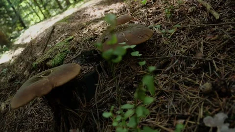 Mushrooms in a forest 스톡 동영상 162176521