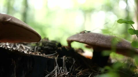 Mushrooms in a forest 스톡 동영상 162176549