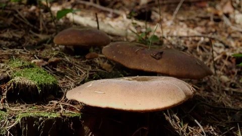 Mushrooms in a forest 스톡 동영상 162176572