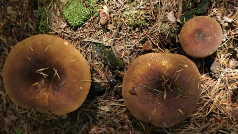 Mushrooms in a forest 스톡 동영상 162176614