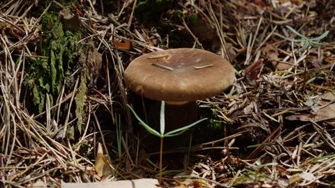 Mushrooms in a forest 스톡 동영상 162176619
