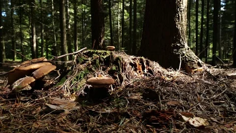 Mushrooms in a forest 스톡 동영상 162176624