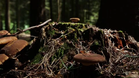 Mushrooms in a forest 스톡 동영상 162176629