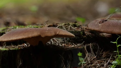 Mushrooms in a forest 스톡 동영상 162176658