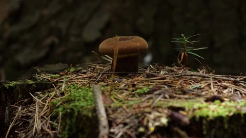 Mushrooms in a forest 스톡 동영상 162176659