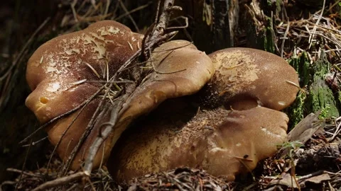 Mushrooms in a forest Vídeos de archivo 162176671