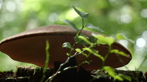 Mushrooms in a forest 스톡 동영상 162176677