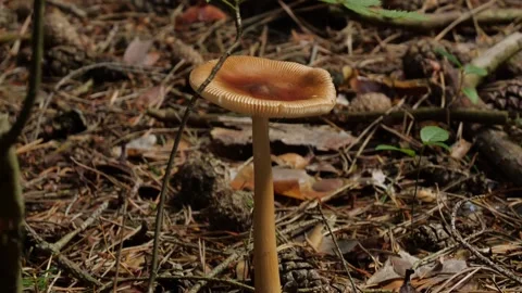 Mushrooms in a forest 스톡 동영상 162176706