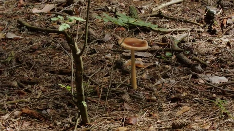 Mushrooms in a forest 스톡 동영상 162176730