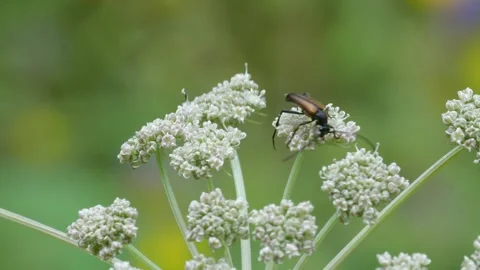 Mushrooms in a forest 動画素材 162176772